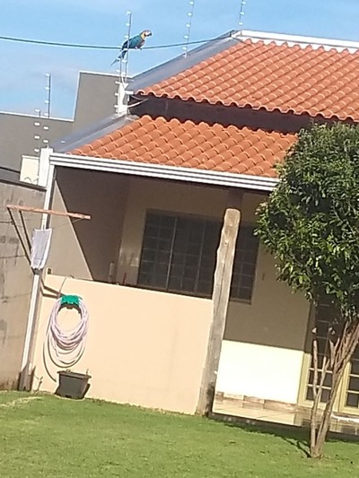 Morador assusta com alarme do vizinho e encontra arara-canindé presa na rede de energia em MS Arara-canindé ficou presa entre cerca elétrica e rede de energia em MS (Foto: Walmir Caldas/Arquivo Pessoal)