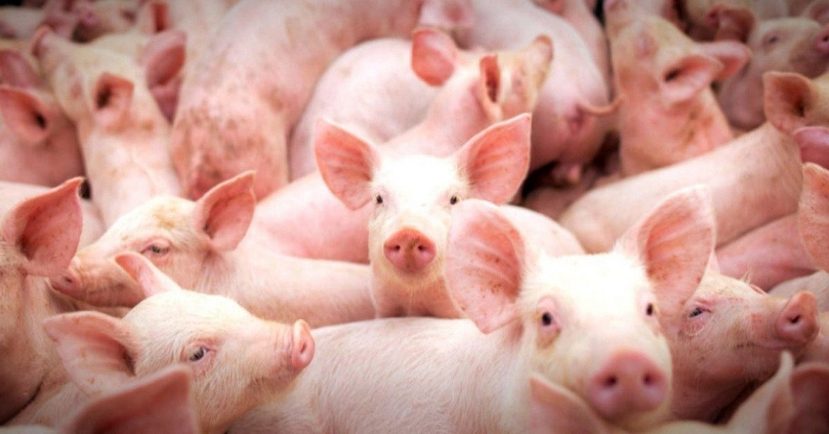 Governo moderniza programa de produção sustentável na suinocultura de MS Governo moderniza programa de produção sustentável na suinocultura de MS