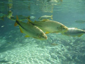 Semade e Imasul reafirmam que pesca em rios de MS continua proibida até 28 de fevereiro