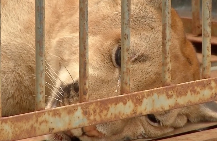Onça-parda aguardando a realização dos exames no hospital veterinário, em Dourados 