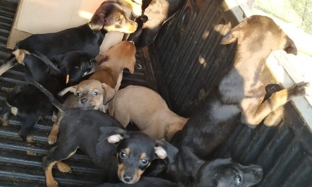Comerciante que iria vender 12 filhotes é preso por maus-tratos (Divulgação PMA)