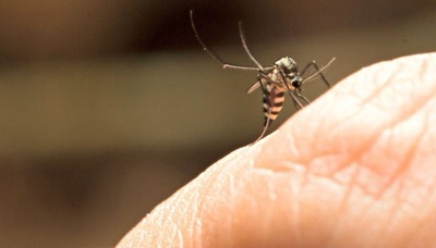 Mato Grosso do Sul tem caso suspeito de febre amarela Mato Grosso do Sul tem caso suspeito de febre amarela