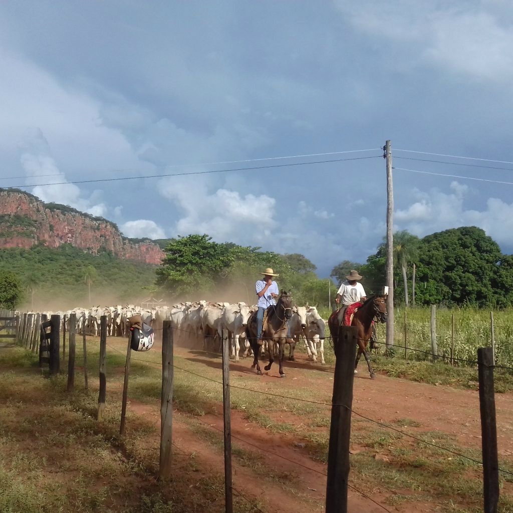 Governo realiza leilão com 140 bovinos dia 23 de março Governo realiza leilão com 140 bovinos dia 23 de março