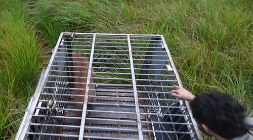 Onça que passou dois dias refugiada em árvore na cidade já voltou pra casa Onça que passou dois dias refugiada em árvore na cidade já voltou pra casa