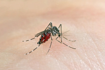 MS tem 1º caso do ano confirmado e 79 notificações de chikungunya