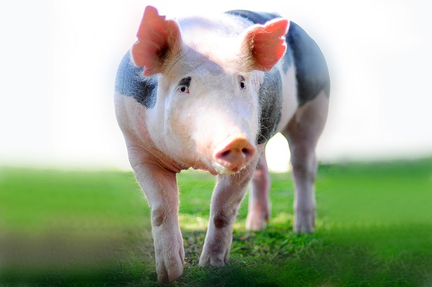 Estimativa positiva das exportações contribui para alta no preço da carne suína em MS