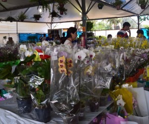 Expo Flor recebe por dia um público de, pelo menos, duas mil pessoas - Guilherme Pires