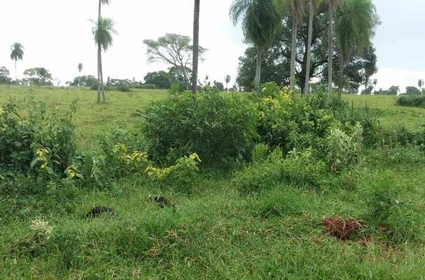 PMA multa fazendeiro em R$ 5 mil por desmatamento ilegal em Bela Vista PMA multa fazendeiro em R$ 5 mil por desmatamento ilegal em Bela Vista