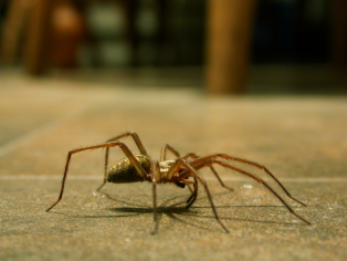 Como manter sua casa livre de aranhas Como manter sua casa livre de aranhas