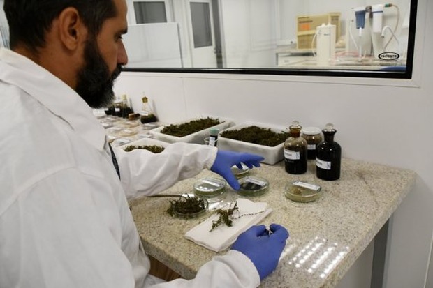 ISI Biomassa inicia identificação de plantas aquáticas para produção de biocombustível ISI Biomassa inicia identificação de plantas aquáticas para produção de biocombustível