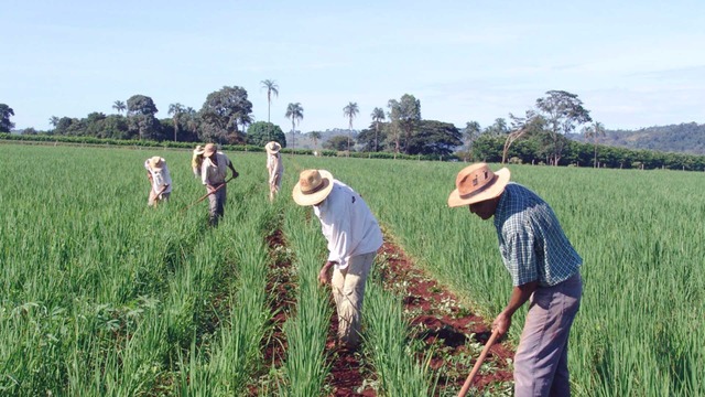 TCU revoga medida cautelar que paralisava reforma agrária no país Divulgação