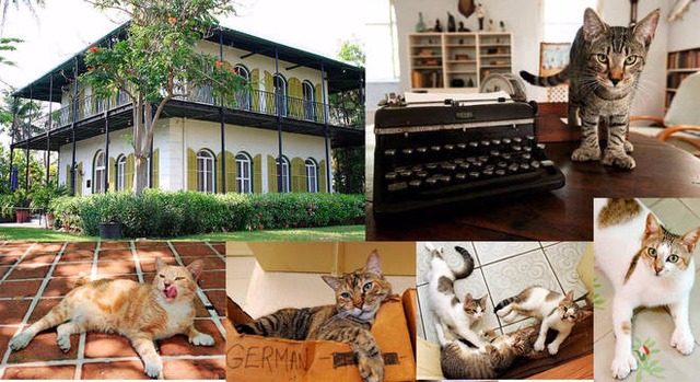 Museu de Hemingway decide enfrentar furacão pelos seus gatos divulgação
