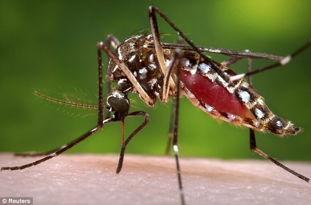 Chikungunya 
Foto Reuters 