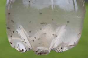 Mato Grosso do Sul é o 8º no ranking da epidemia de dengue no Brasil Larvas do mosquito transmissor em recipiente com água parada. (Foto: Campo Grande News)
