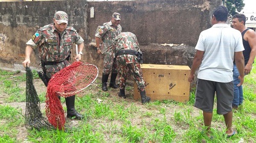 PMA tem apenas uma equipe para atender resgate de animais Captura de capivara que estava entre as Ruas 13 de Junho e Maracaju, em Campo Grande, nesta sexta - Foto: Divulgação/PMA