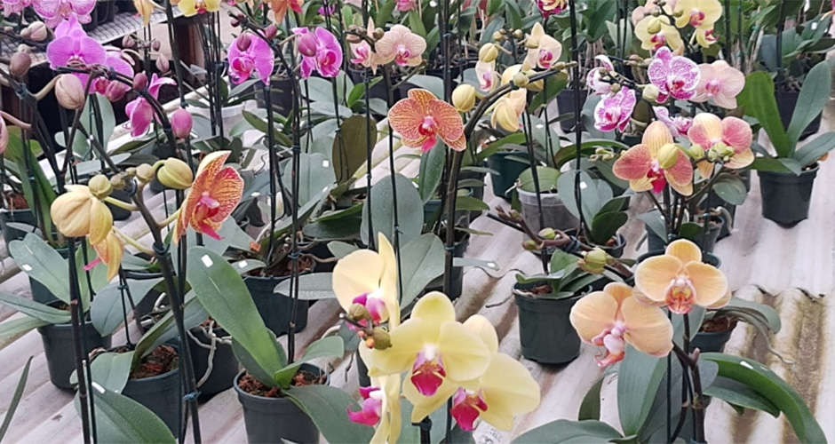 Associação promove mostra de orquídeas para o Dia das Mães Divulgação