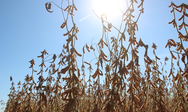 Iagro alerta produtores para obrigatoriedade do cadastro da área onde será plantada soja em MS Iagro alerta produtores para obrigatoriedade do cadastro da área onde será plantada soja em MS