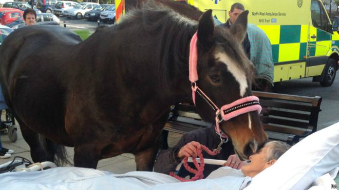 Paciente com câncer morre depois de realizar último desejo: dar adeus a seus cavalos Sheila Marsh viria a falecer de câncer, mas antes queria despedir-se de seus cavalos