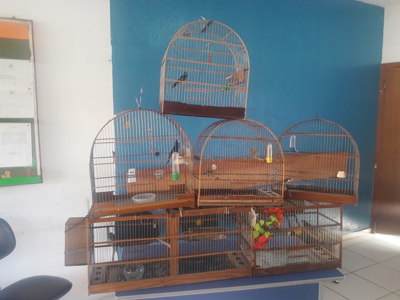 PMA autuou 14 pessoas por criação de animais silvestres em cativeiro no ano passado PMA autuou 14 pessoas por criação de animais silvestres em cativeiro no ano passado