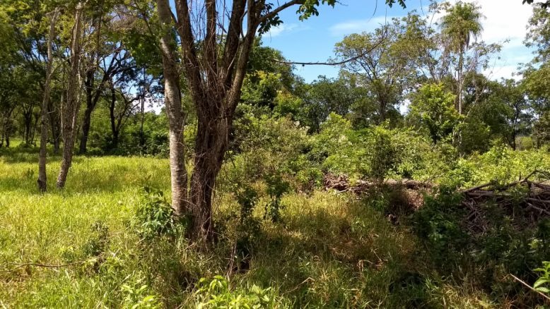 Fazendeiro é autuado por desmatamento na operação Cervo-do-Pantanal Fazendeiro é autuado por desmatamento na operação Cervo-do-Pantanal