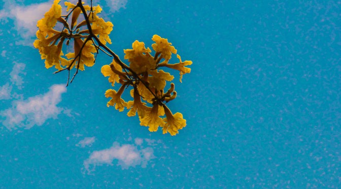Calor e baixa umidade marcam início do fim de semana em Mato Grosso do Sul Calor e baixa umidade marcam início do fim de semana em Mato Grosso do Sul