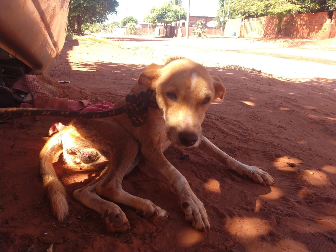 Mulher é autuada por maus-tratos a dois cachorros no interior
