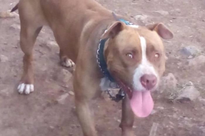Menino fica em estado grave ao ser atacado por Pitbull e é transferido para a Santa Casa Foto Ilustrativa