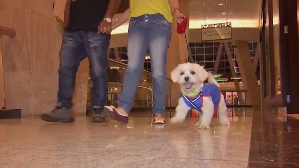 Lei autoriza transporte de animais domésticos nos ônibus Nova lei regulamenta o transporte de animais domésticos e cães-guia em ônibus intermunicipais e no transporte coletivo urbano (Foto: Reprodução)