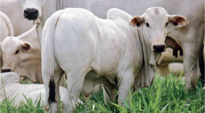 Precoce MS substitui Novilho Precoce e garante mais confiabilidade e ganhos ao produtor Precoce MS substitui Novilho Precoce e garante mais confiabilidade e ganhos ao produtor