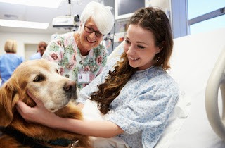 Sancionada lei para pets visitarem donos em hospitais na capital Sancionada lei para pets visitarem donos em hospitais na capital