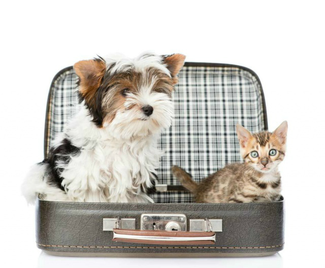 A seis horas do voo, é preciso manter o animal em jejum, para que ele não enjoe durante a viagem (Foto: Ermolaev Alexander/Shutterstock)