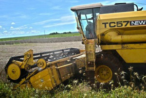 Agricultor aproveita janela e intensifica colheita de soja em MS Agricultores aproveitam os dias de sol para colher - Foto: Divulgação