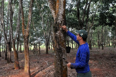 Neste ano, a expectativa é que o índice de árvores prontas salte para 18%, e chegue a 40% em 2019 e 100% em 2020 - Foto: Valdenir Rezende / Correio do Estado