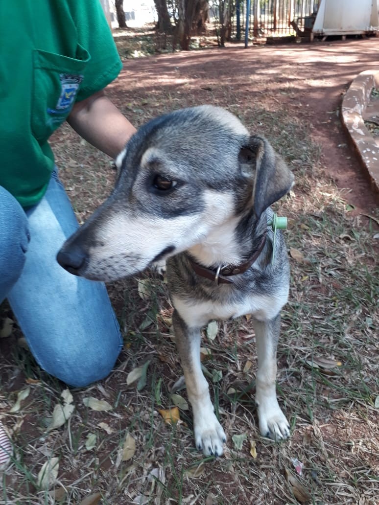 Centro de Zoonoses faz vacinação e doação de animais em estacionamento de supermercado Foto: CCZ/SESAU