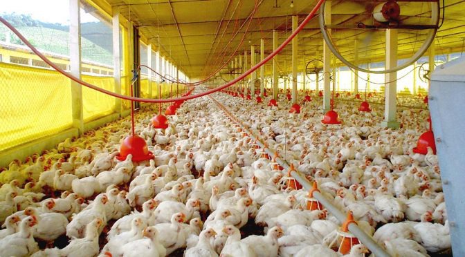 Exportações de celulose, soja e carne de aves crescem no 1º quadrimestre em MS Exportações de celulose, soja e carne de aves crescem no 1º quadrimestre em MS