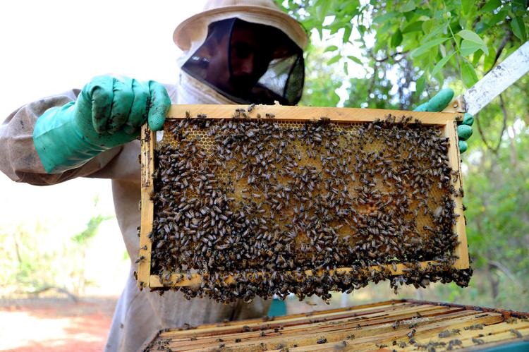 Apicultores que produzem até 80% do mel comercializado em seus municípios Divulgação