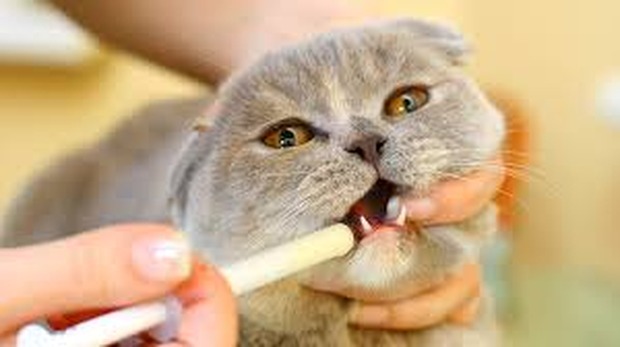 Reprodução internet