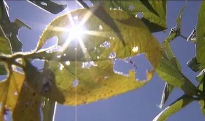 Mato Grosso do Sul já registrou 38 casos de ferrugem asiática da soja na safra 2017/2018, segundo o Consórcio Antiferrugem (Foto: Reprodução/TV Morena)
