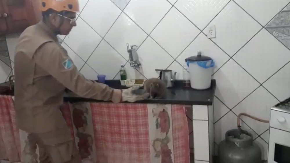 Bombeiro tenta pegar o macaco (Foto: Corpo de Bombeiros/ Divulgação)