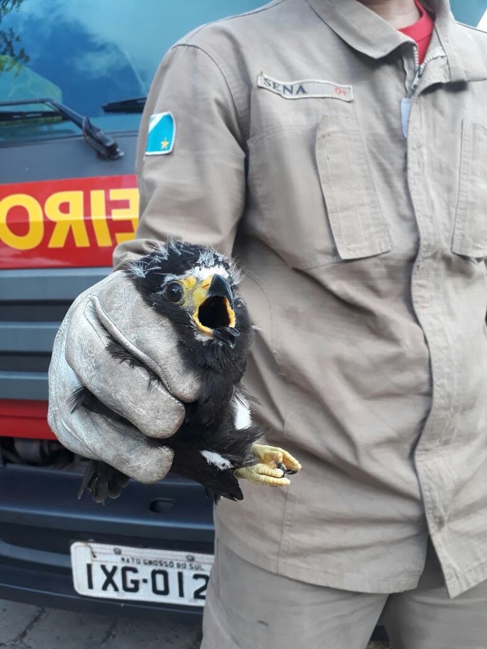 Filhote de gavião estava no quintal de casa em MS (Foto: Corpo de Bombeiros/ Divulgação)