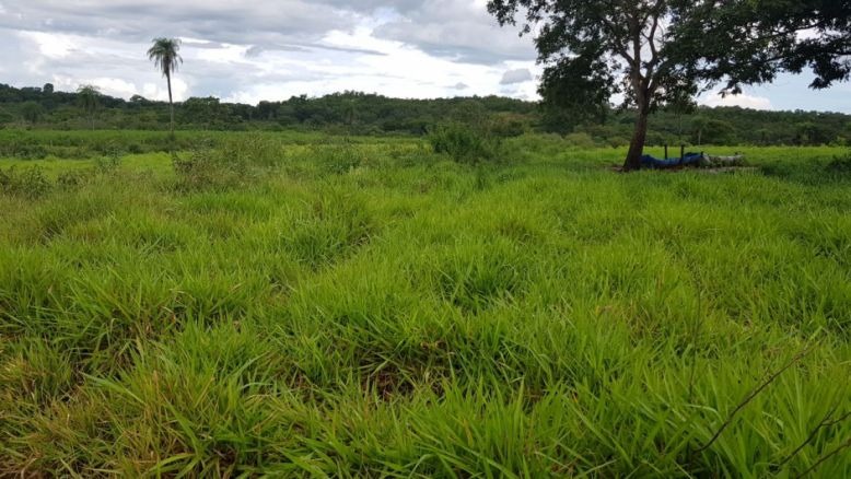 Fazendeiro é autuado em R$ 9 mil por desmatamento ilegal Fazendeiro é autuado em R$ 9 mil por desmatamento ilegal