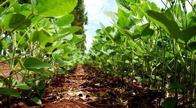 Soja superou atraso no plantio e com projeção de aumento da área plantada em MS Soja superou atraso no plantio e com projeção de aumento da área plantada em MS