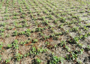 Arranjo espacial contribui com aumento da produtividade da soja Forma como as plantas são dispostas na área, pode influenciar diretamente nos resultados de produtividade das lavouras.
Foto: Divulgação