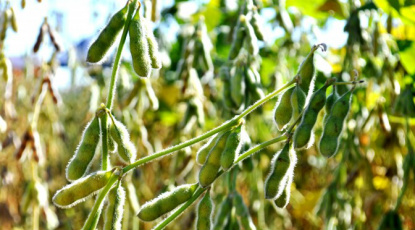 Cadastramento de produtores para o cultivo de soja cresce 14% no Estado Cadastramento de produtores para o cultivo de soja cresce 14% no Estado