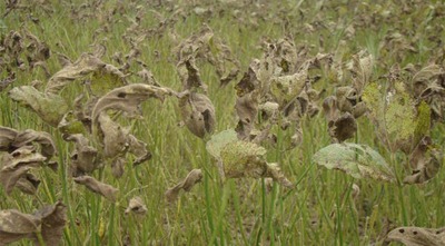 Monitoramento constante das lavouras de soja é obrigatório e fundamental para controle da ferrugem asiática, alerta Iagro