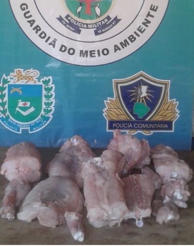 Homem é preso com carne de jacaré dentro de veículo Divulgação