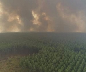 Incêndio em floresta de eucalipto destrói mais de 200 hectares de plantação Incêndio em floresta de eucalipto destrói mais de 200 hectares de plantação