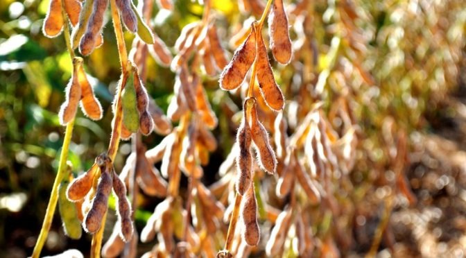 Prazo para cadastro das áreas de cultivo de soja em MS termina dia 31