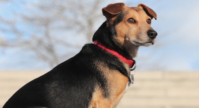 Thor e Mel são nomes mais comuns de cachorros em 2019, segundo censo canino Os cachorros vira-latas são os preferidos dos brasileiros
Pixabay