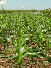 Estiagem afeta safra de soja e valor da produção em MS cai Falta de chuva atingiu o início do plantio de soja e atrapalhou a lavoura. (Foto: Famasul)